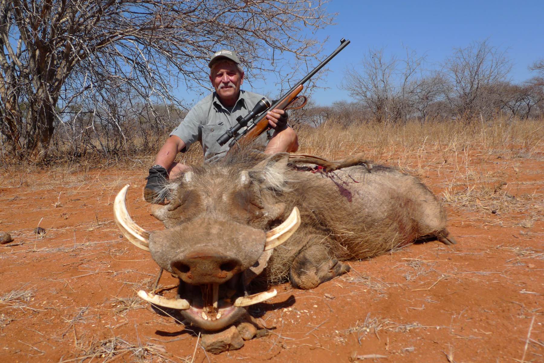 Warthog boar at a mud wallow beside a waterhole, Zimbabwe