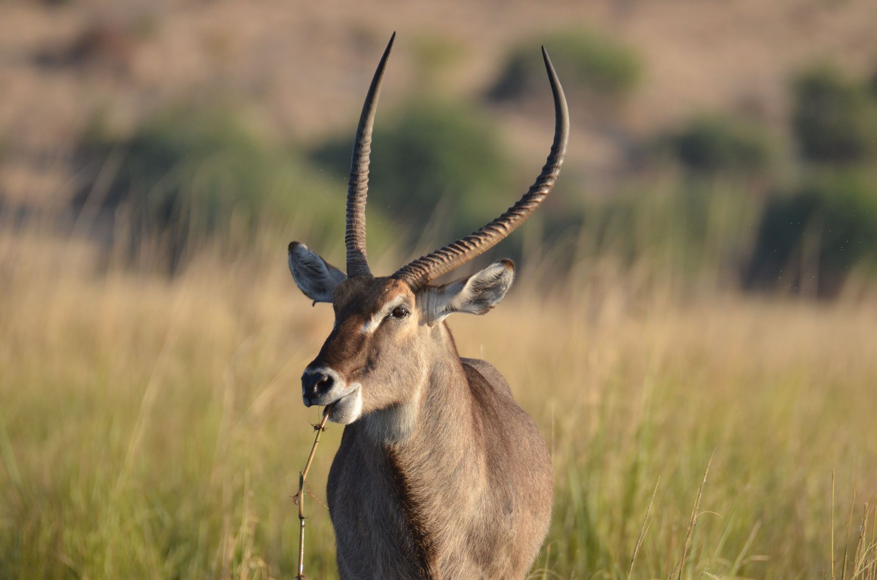 Waterbuck bull standing in long grass, Zimbabwe