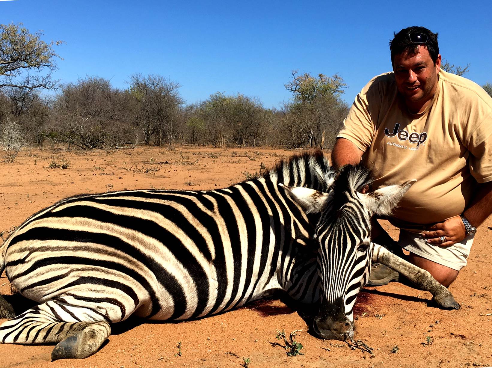 Hunting client with a Burchell's zebra taken on red sand, Limpopo, South Africa