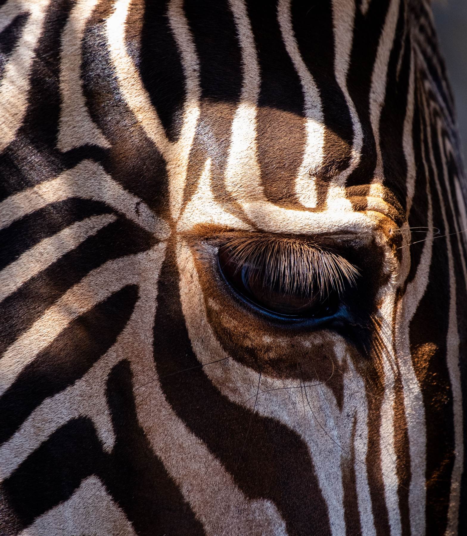 Close detail of a zebra's eye and stripe pattern