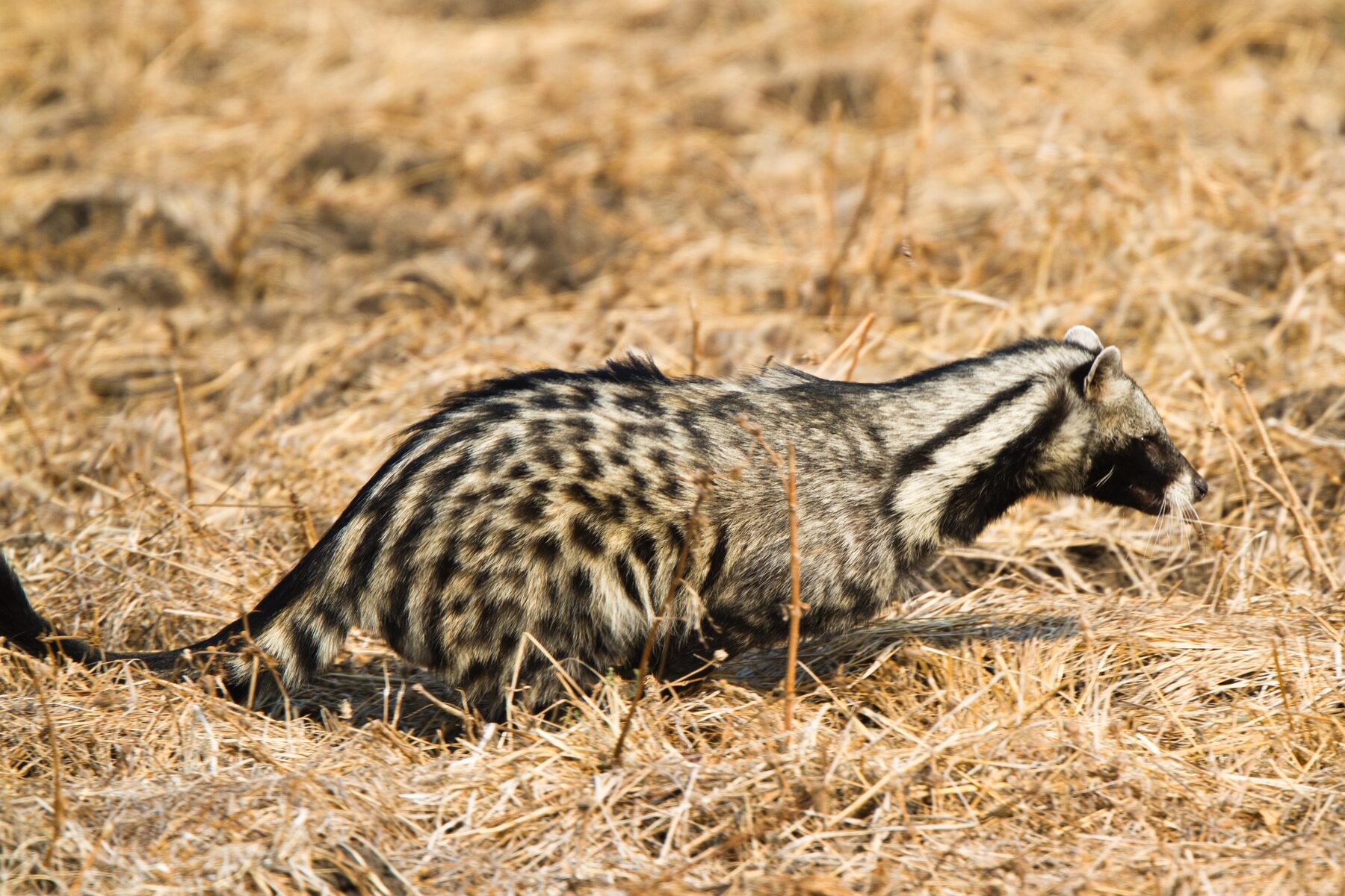 African civet moving through dry grass, showing the heavy blotched coat, black face mask and raised dorsal crest
