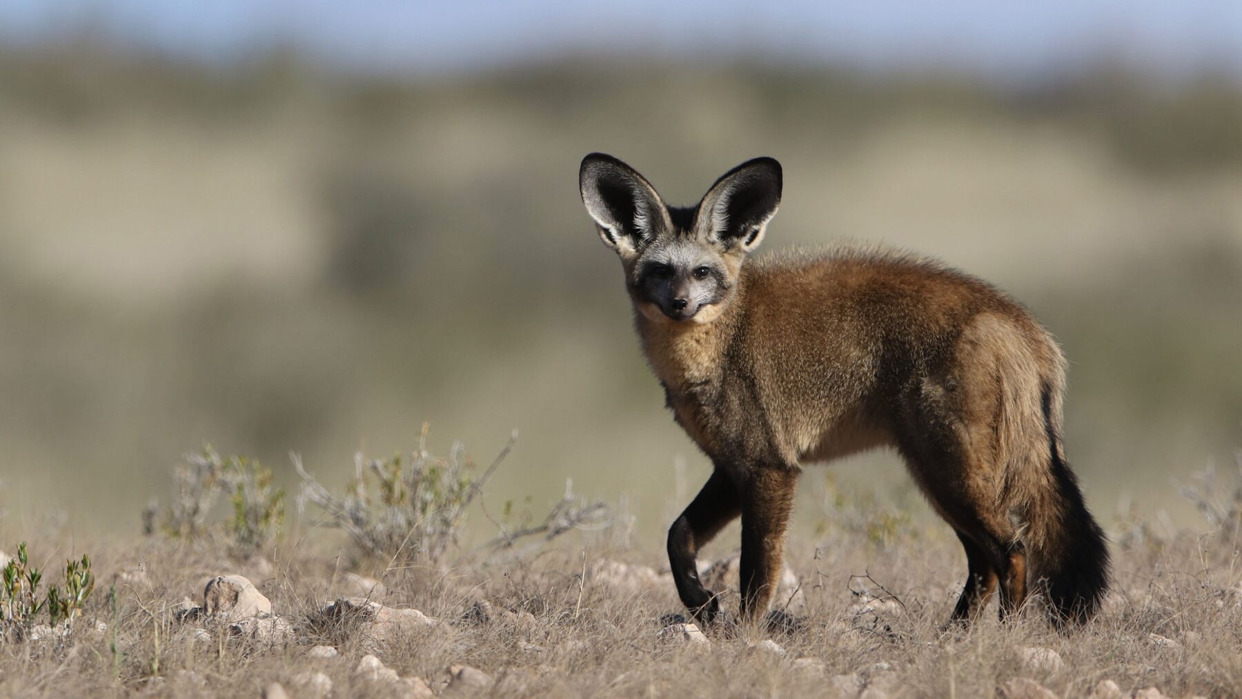 Bat-eared fox standing in dry scrub, showing the oversized ears it uses to locate insects underground