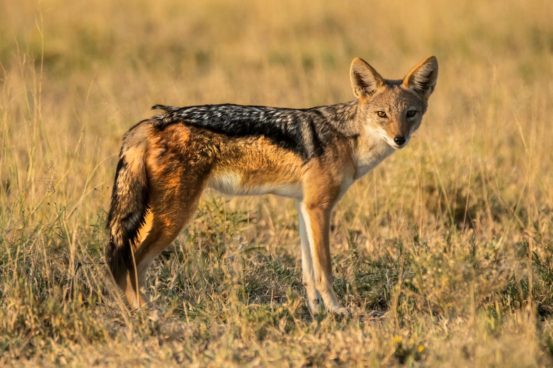 Black-backed jackal in golden grassland, showing the silver-and-black saddle that gives the animal its name