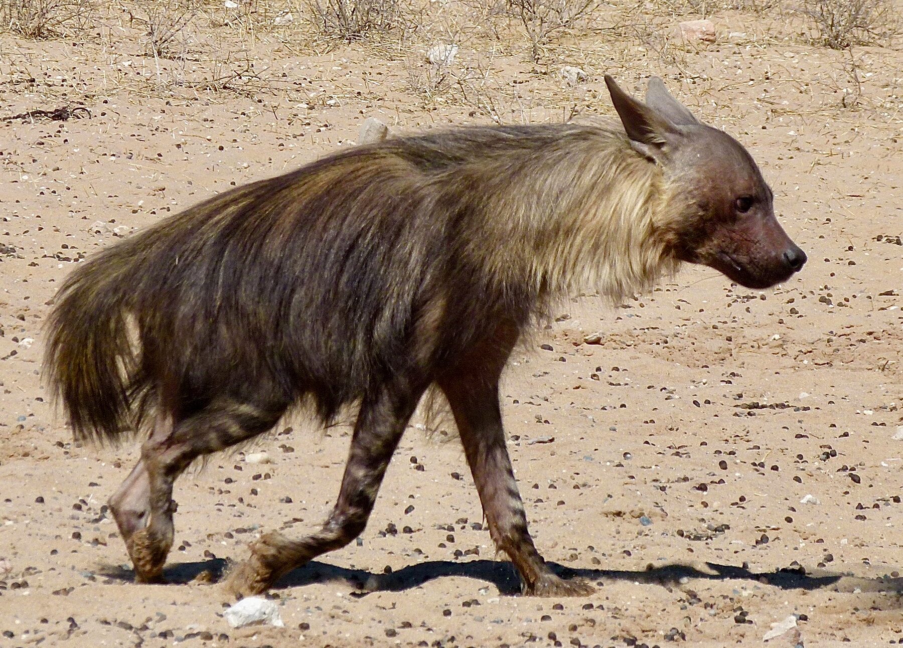 Brown hyena walking in open Kalahari country, showing the long shoulder cape that makes the trophy