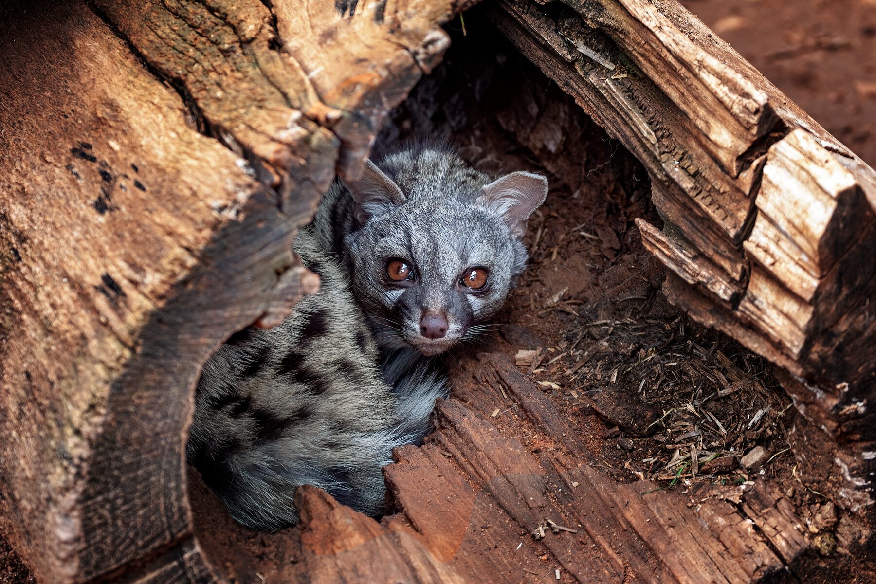 Genet looking out from a hollow log, showing the spotted coat and dark facial markings