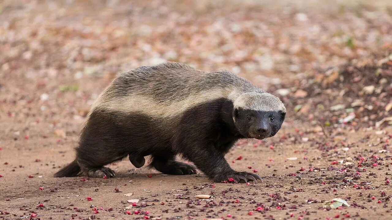 Honey badger walking on bare ground, showing the pale mantle over the back that distinguishes the ratel