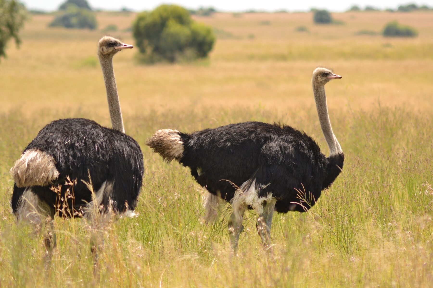 Two ostrich cocks in open grassland, showing the black body plumage and white wing plumes of mature males