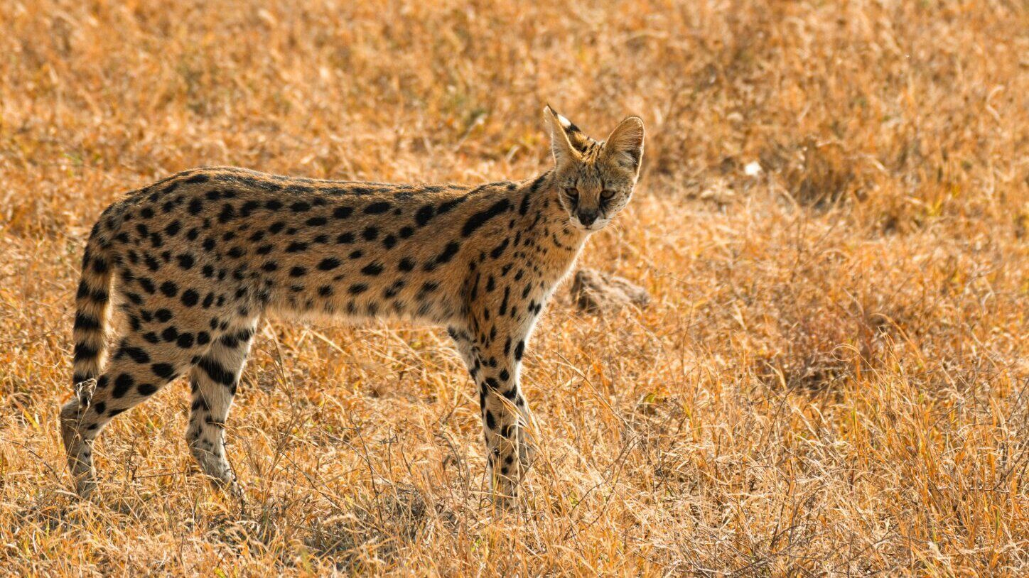 Serval standing in long dry grass, showing the long legs and large ears that distinguish it from other spotted cats