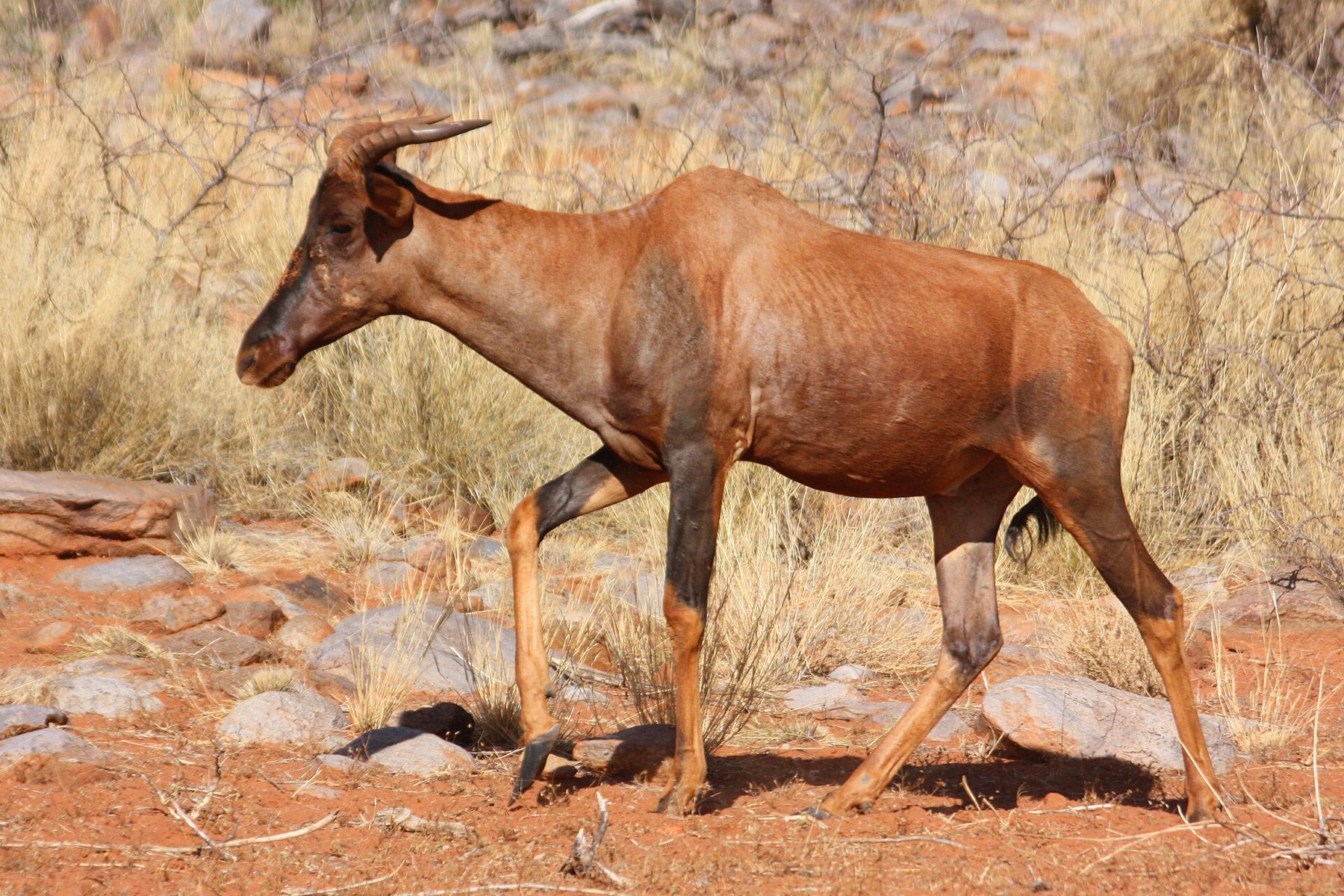 Tsessebe bull walking across red Kalahari sand, showing the high shoulders, sloping back and dark face of the basterhartbees