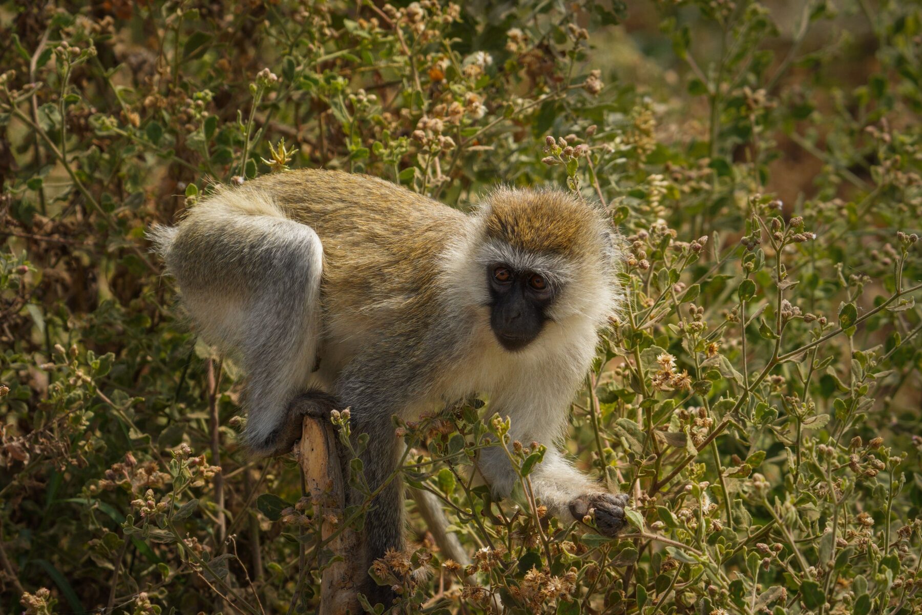 Vervet monkey in bush, showing the grizzled olive coat and black face framed in white